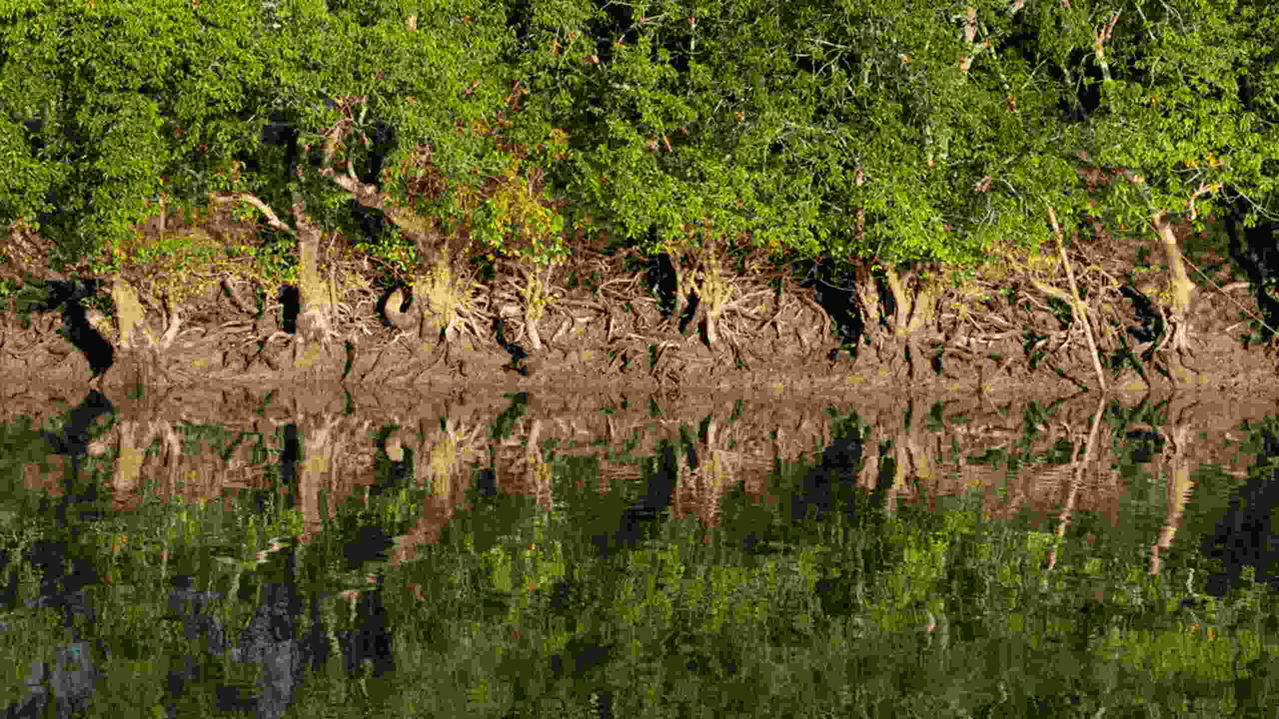 Sundarban tour